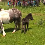 Nyirfas Kanije