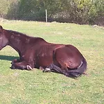 Kamp alanı Nyirfas 3*