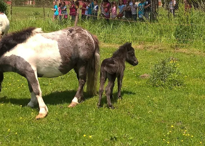 Nyirfas نايغكانيشا